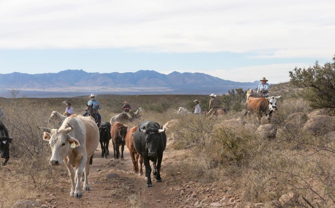 Отель Tombstone Monument Guest Ranch Экстерьер фото